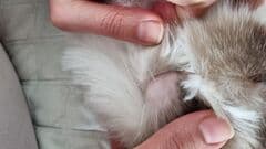 Ragdoll - svamp eller vad? Vad ska jag göra?