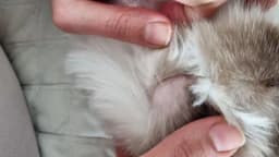 Ragdoll - svamp eller vad? Vad ska jag göra?