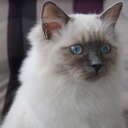 Sheba2009