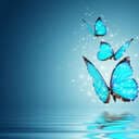 Ladyblue